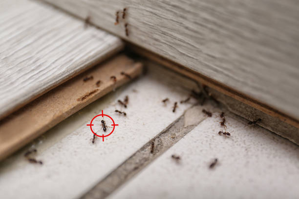 Wildlife Control Services in East Newark, NJ
